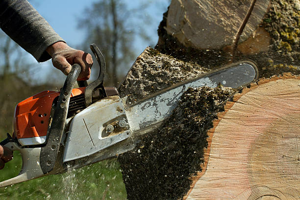 Professional Tree Removal in Baltic, SD